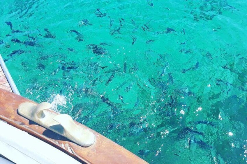 From Stintino: wooden boat excursion to Asinara Island
