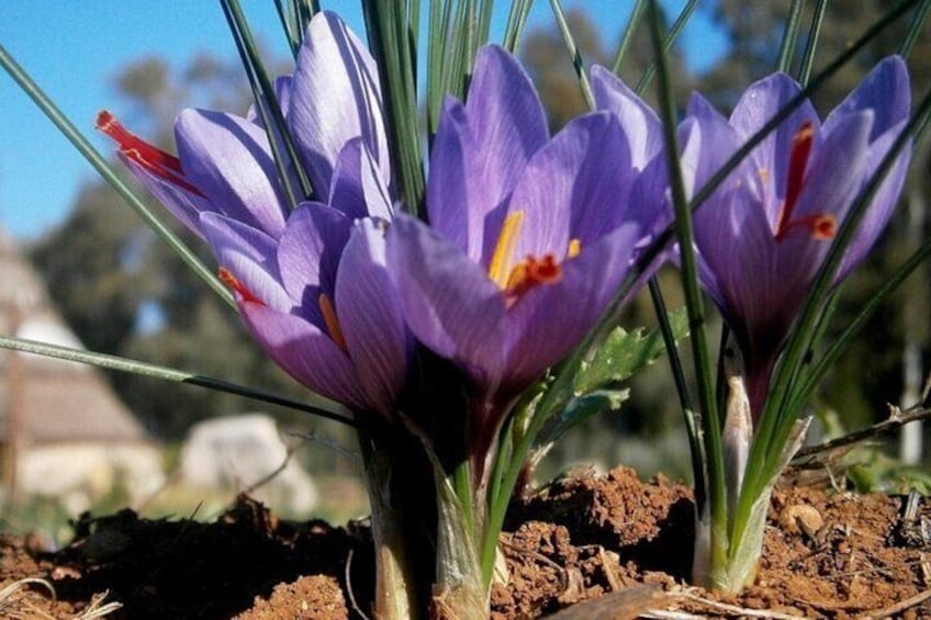 Saffron Workshop with Shepherd and Tasting