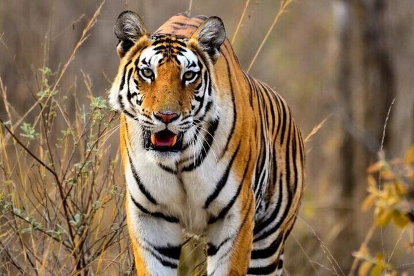 Tiger in Ranthambore