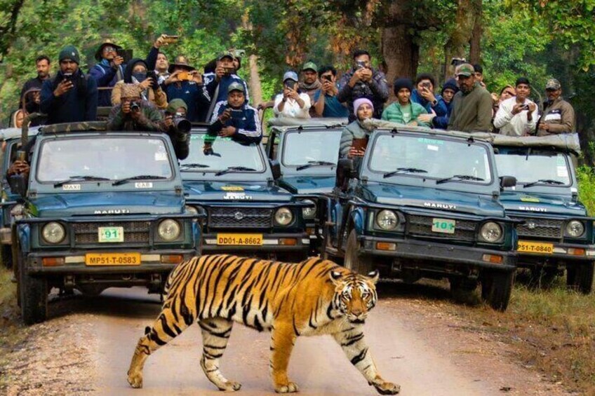 Wildlife Jeep Safari