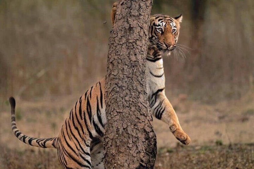 Tiger Ranthambore