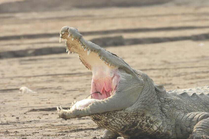 Crocodile Safari