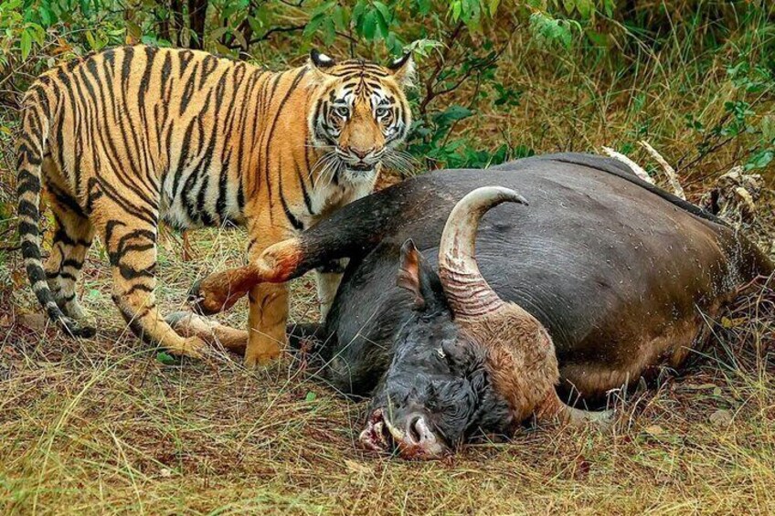 Tiger Kill Bull