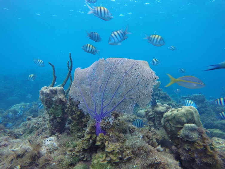 Family-Friendly Dreamer Catamaran Snorkeling Tour in Montego Bay
