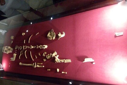 Explore Sterkfontein caves, Maropeng center and the Lion park