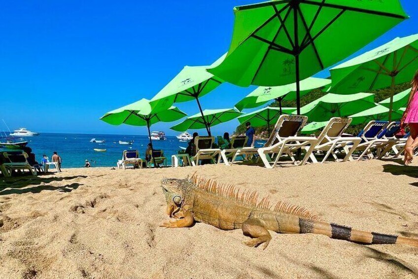 Yelapa Adventure Snorkeling and Village Discovery on ATV Taxi