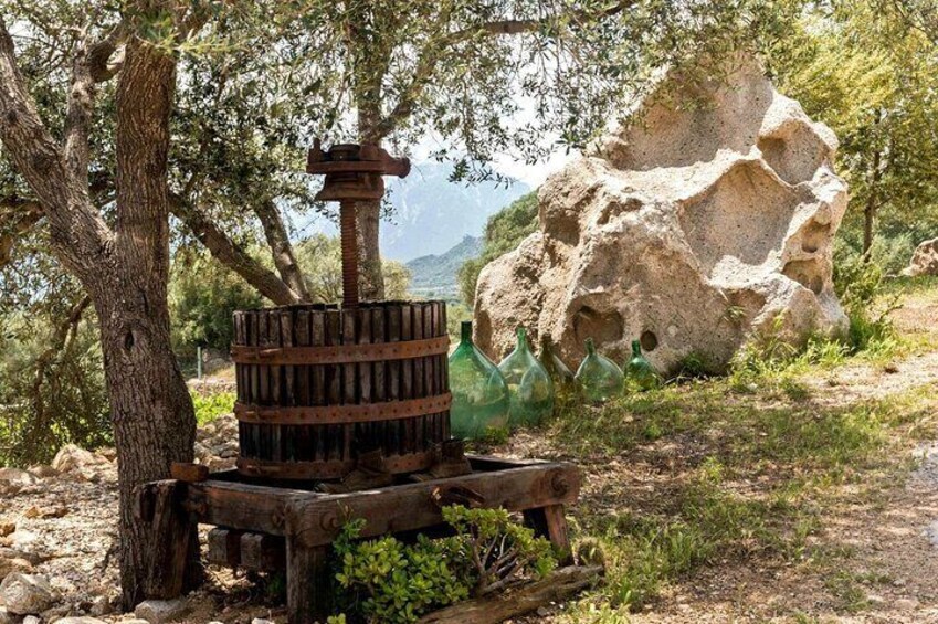 Visit of a Winery with Tasting in Dorgali 