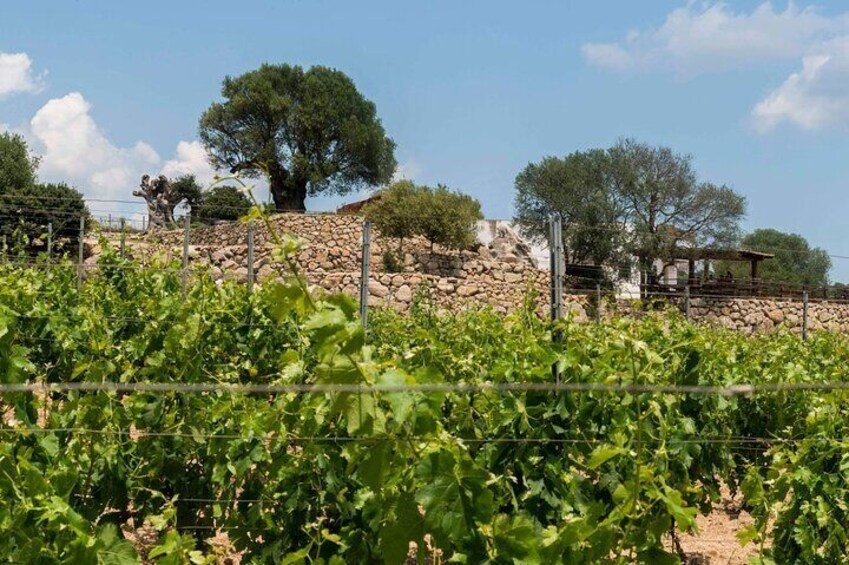 Visit of a Winery with Tasting in Dorgali 