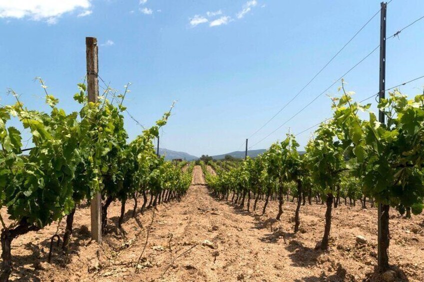 Visit of a Winery with Tasting in Dorgali 