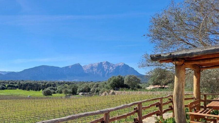 Visit of a Winery with Tasting in Dorgali