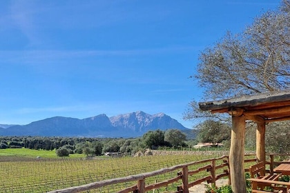 Visit of a Winery with Tasting in Dorgali