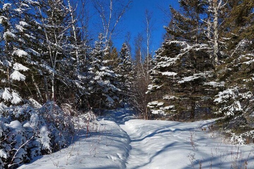 Wilderness Wellness Hike Forest Bathing