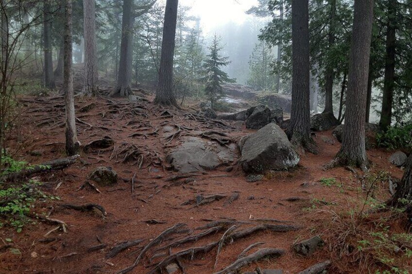 Forest Bathing Wellness Hike
