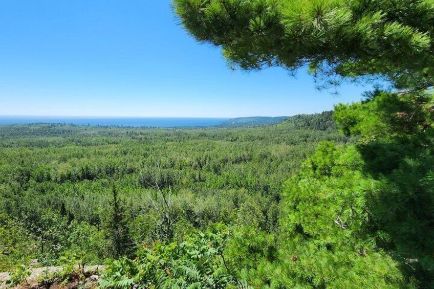 Forest Bathing Wellness Hike