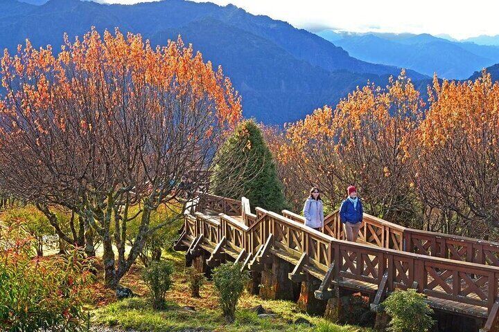 Alishan is embraced by fascinating gold and bright red blossoms of red maple