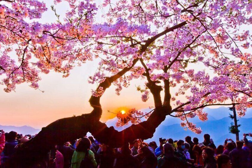 View cherry blossoms in full bloom during Spring