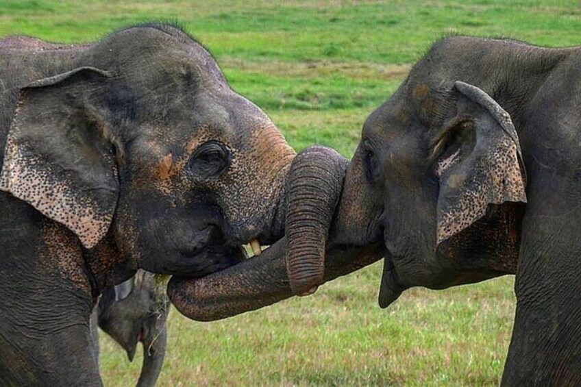 Minneriya National Park