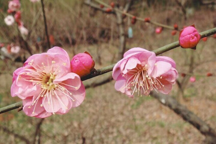 East Lake Plum Garden Explore （seasonal options, winter）