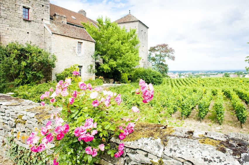  Dijon Wine Tours: Côte de Nuits Half-Day 
