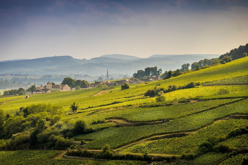  Dijon Wine Tours: Côte de Nuits Half-Day 