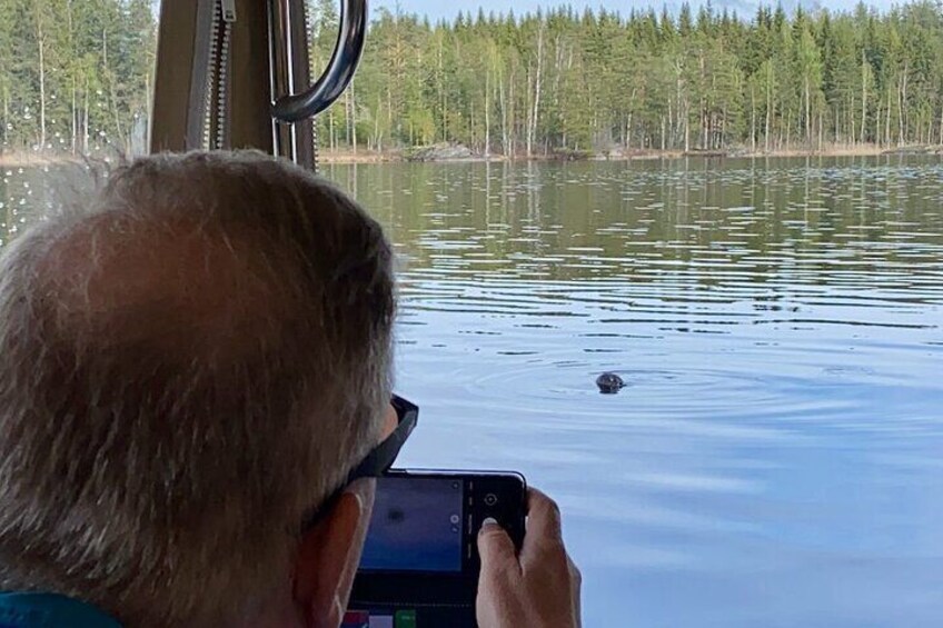Saimaa ringed seal in water