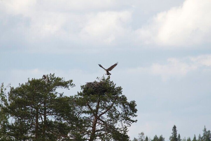 Osprey landing in nest