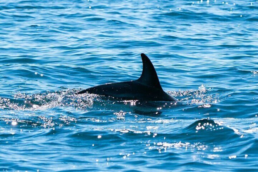 Nautical Adventure in Search of Dolphins