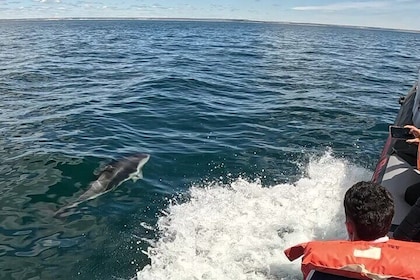 Nautical Adventure in Search of Dolphins