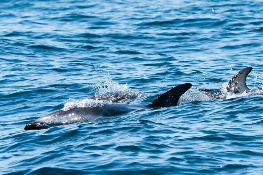 Nautical Adventure in Search of Dolphins