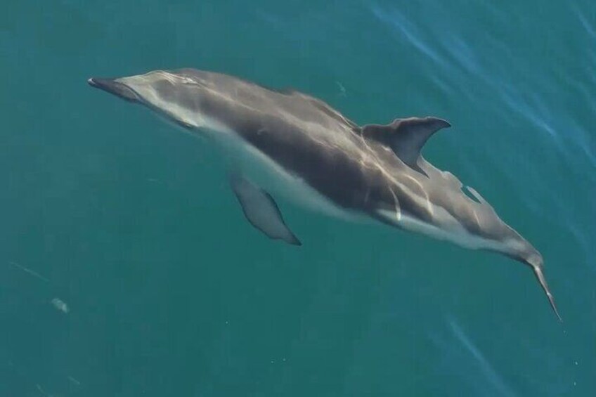 Nautical Adventure in Search of Dolphins