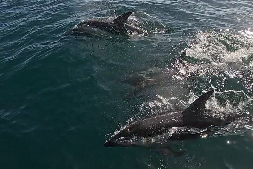 Nautical Adventure in Search of Dolphins