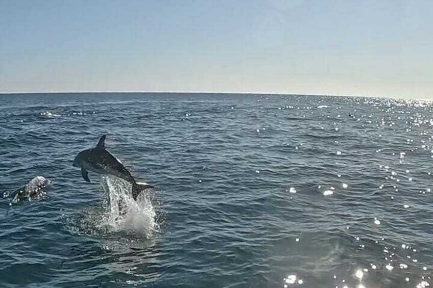 Nautical Adventure in Search of Dolphins