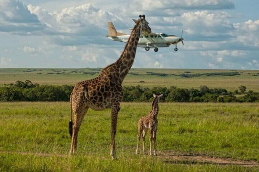 8 Days Kenya Flying Safari Tour with Serena Lodges Accommodation