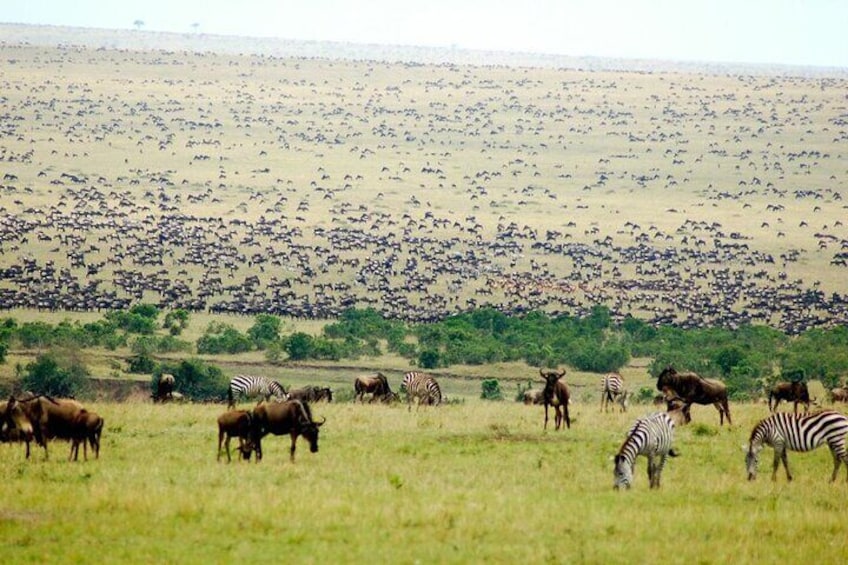 8 Days Kenya Flying Safari Tour with Serena Lodges Accommodation