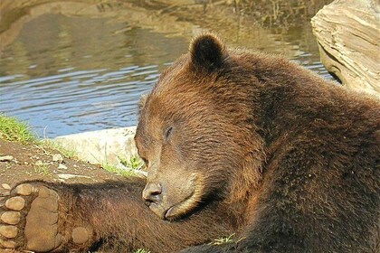 Sitka Sightseeing Tour including Fortress of the Bear and Totem Poles