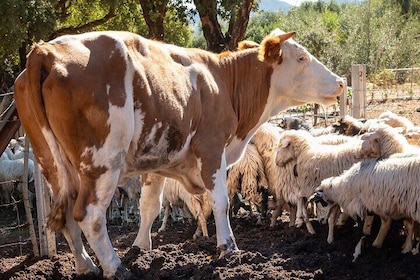 Arzana Sunset Organic Farm Experience Tasting Fresh Products