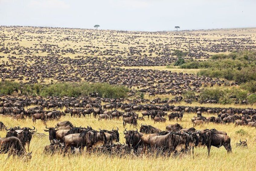 8Days Best of Kenya Wildlife Flying Safari 