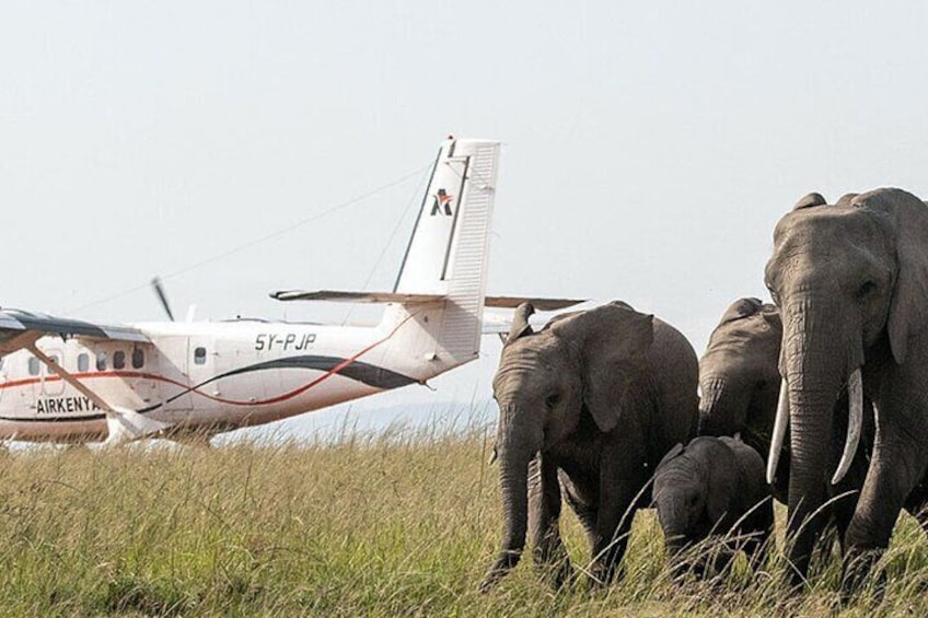 8Days Best of Kenya Wildlife Flying Safari 