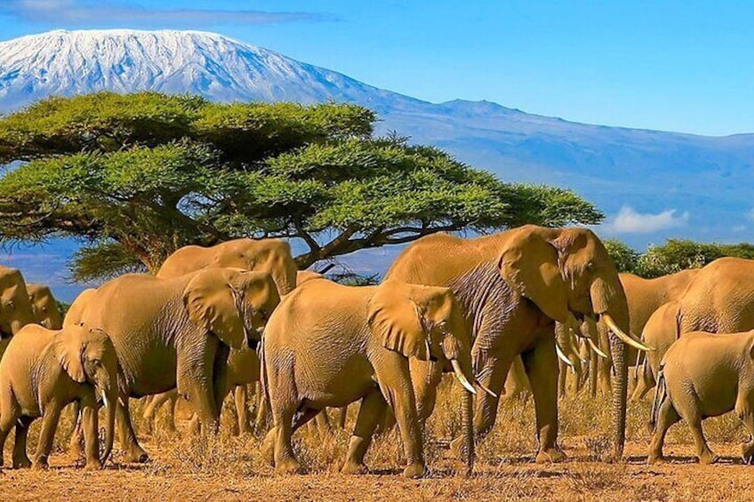 8Days Best of Kenya Wildlife Flying Safari 