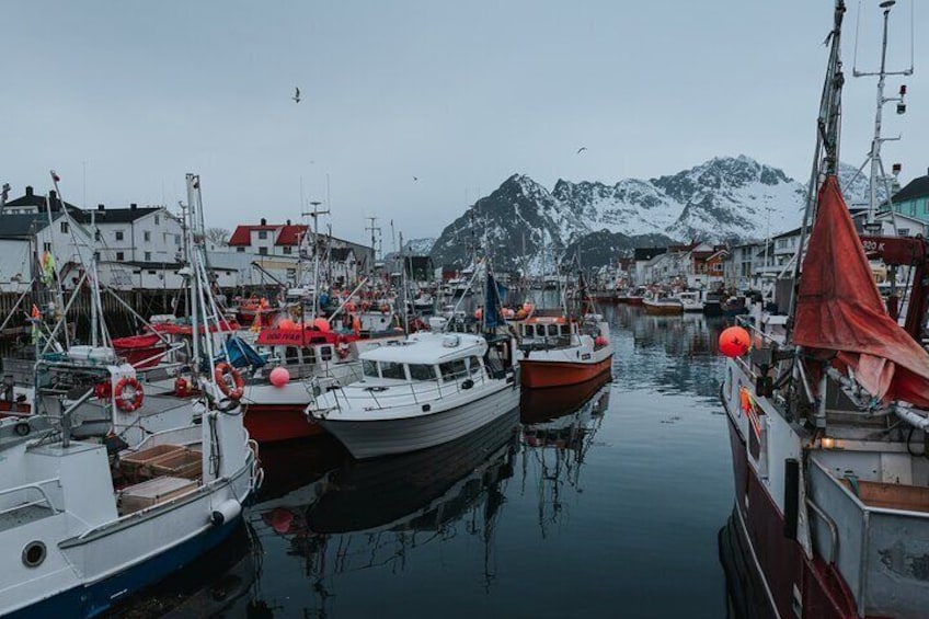 Half Day Lofoten Scenic Sightseeing Tour 