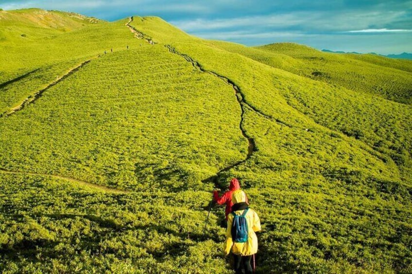 Hehuan Mountain Sunrise or Half-Day Tour from Qingjing Farm