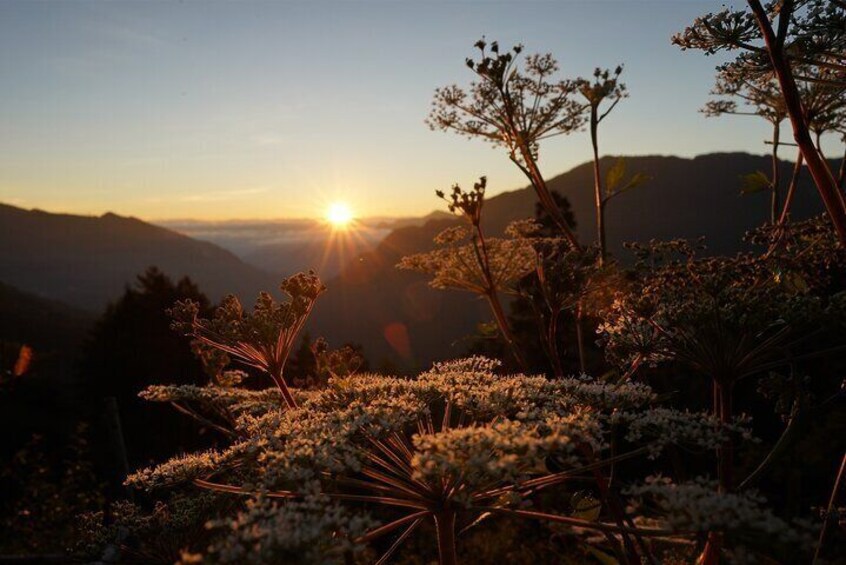 Hehuan Mountain Sunrise or Half-Day Tour from Qingjing Farm