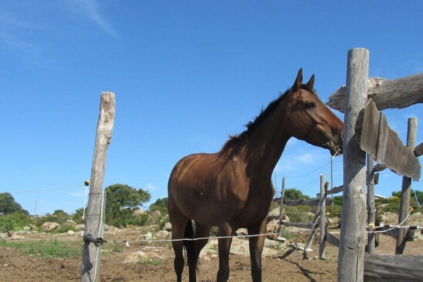 Castelsardo: horseback for children in Sedini