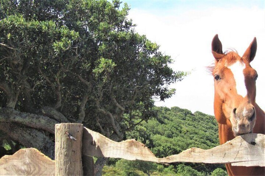 Castelsardo: horseback for children in Sedini