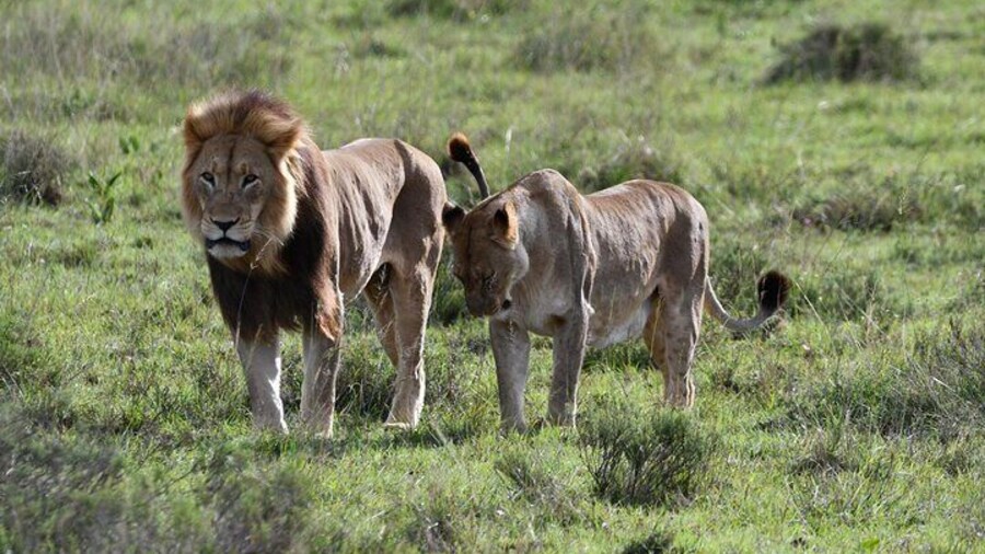 Addo Elephant Park with Big Five Safaris