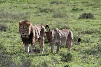 Addo Elephant Park con cinco grandes safaris