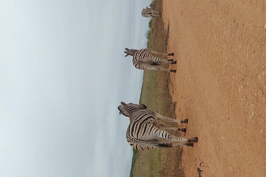 Addo Elephant Park with Big Five Safaris