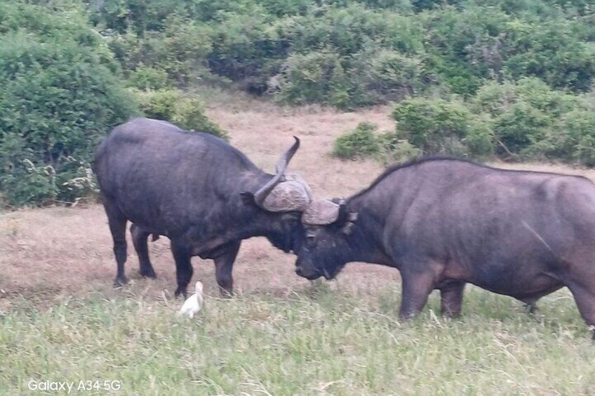 Addo Elephant Park with Big Five Safaris
