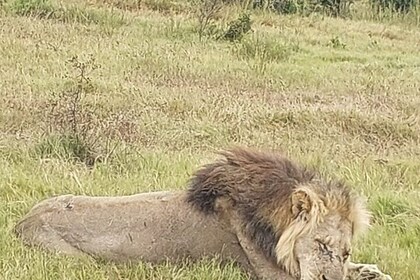Addo Elephant Park with Big Five Safaris