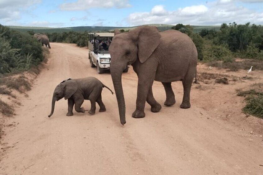 Addo Elephant Park with Big Five Safaris